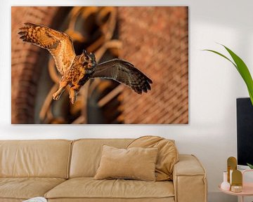 Eagle Owl ( Bubo bubo ) adult male, flying in front of an old church, through its habitat in urban s by wunderbare Erde