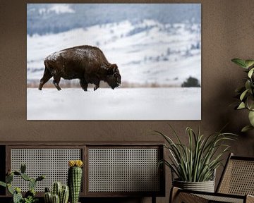 American Bison ( Bison bison ), walking through snow covered plains, Yellowstone Area, Montana, USA. van wunderbare Erde