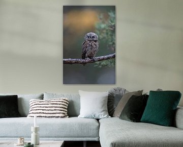 Eurasian Scops Owl ( Otus scops ), perched on a branch of a pine tree, nice clean background, funny  van wunderbare Erde