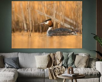 Great Crested Grebe ( Podiceps cristatus ) swimming in front of reeds, last daylight reflects from t by wunderbare Erde