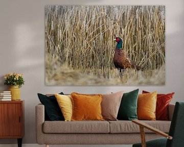 Jagende fazant ( Phasianus colchicus ) in een half gemaaid graanveld, tarweveld, dat zijn de