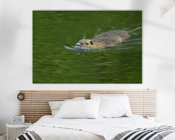 Coypu / River Rat ( Myocastor coypus ) swims in a hurry through nice green colored water, invasive s