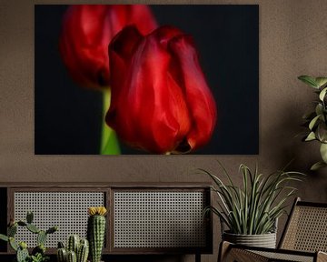 Eine Tulpe anpirschen - ein Familienportrait #19