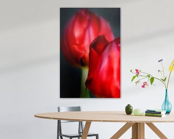 Traquer une tulipe - un portrait de famille #20