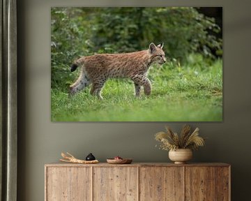 Eurasian Lynx ( Lynx lynx ), young cub, strolls along some bushes, raises its paw, looks concentrate by wunderbare Erde