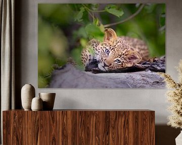 Baby luipaard van Jos van Bommel