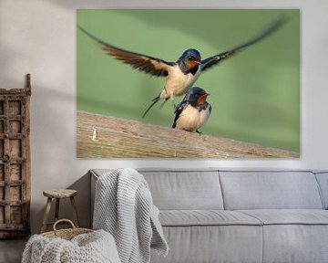 Barn Swallows ( Hirundo rustica ) , pair, couple, mating on a wooden fence in front of a clean natur by wunderbare Erde