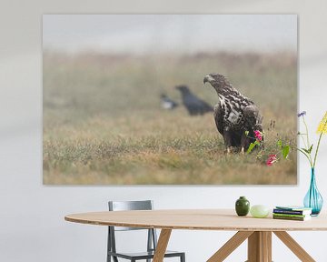 Seeadler ( Haliaeetus albicilla ), heranwachsender Jungvogel sitzt in einer Reihe mit Kolkrabe und E von wunderbare Erde