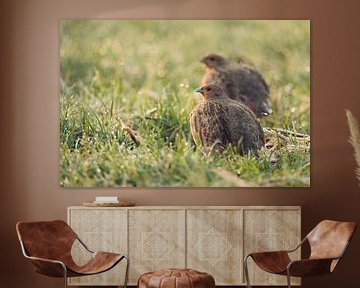 Grey Partridges ( Perdix perdix ), pair, couple, sitting in wet grass, early morning backlight situa van wunderbare Erde