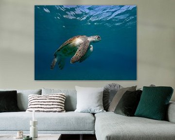 Tortue de mer sur Niels van Fessem