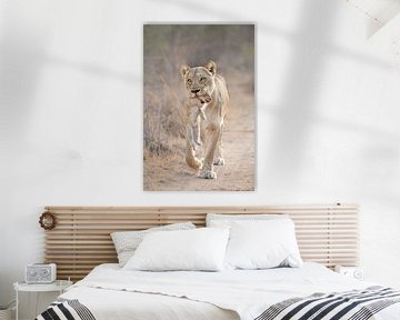 Löwin mit löwenbaby von Jos van Bommel