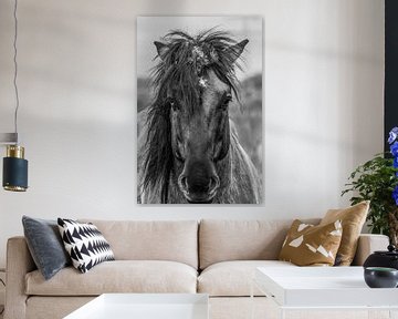 wild horse van Van Karin Fotografie