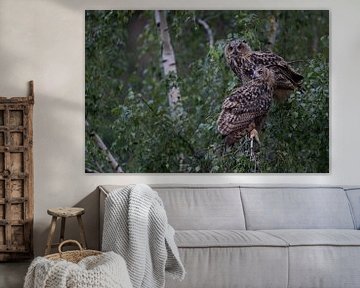 Eurasian Eagle Owl ( Bubo bubo ) two young owls perched side by side in a birch tree, at dusk, wildl sur wunderbare Erde