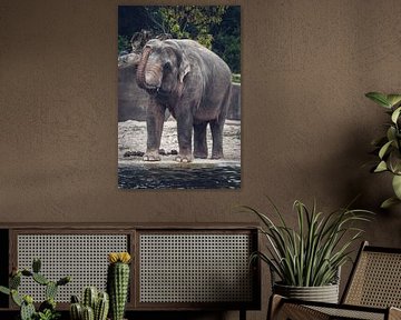 Olifant