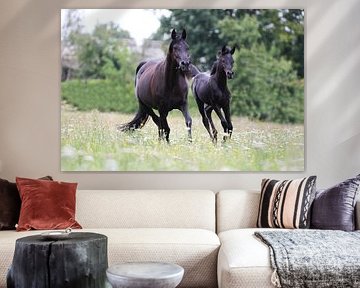 Mother and son Arabian Thoroughbreds