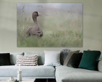 Greater White-fronted Goose ( Anser albifrons ), adult, resting, sitting in high grass of a meadow,  sur wunderbare Erde