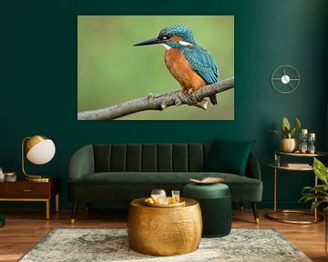 Kingfisher ( Alcedo atthis ) adult male in spring on its lookout above a river embankment, close-up,