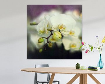 witte orchidee van Elle Elskamp