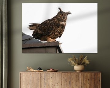 Eurasian Eagle Owl ( Bubo bubo ) adult male, perched on top of a roof of a building, courting, funny
