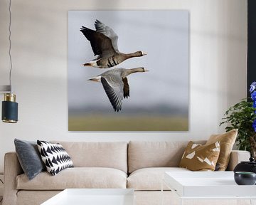 White-fronted Geese ( Anser albifrons ), pair, couple, arctic guests, flying above rural grounds of 