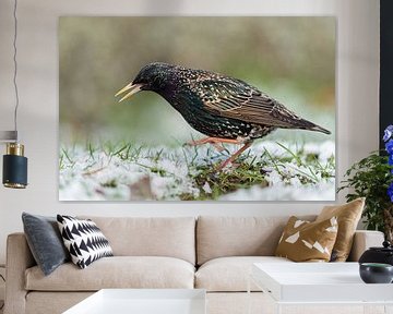 Common Starling ( Sturnus vulgaris ) dancing on snow covered ground, having cold feet, in grass, ons