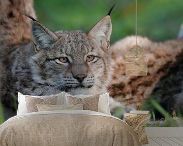 Close-up of an Eurasian Lynx ( Lynx lynx ) stretching after resting, beautiful clear eyes, funny ani by wunderbare Erde