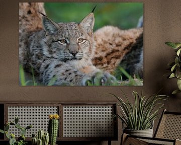 Luchs (Lynx lynx) streckt und reckt sich, wunderschöner Blick in seine klaren Augen, lustiges Tierbi von wunderbare Erde