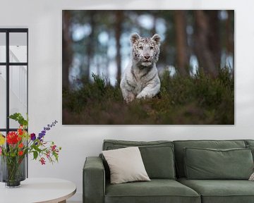 Royal Bengal Tiger ( Panthera tigris ), white animal, running fast, jumping through the undergrowth  van wunderbare Erde