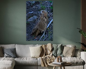 Nocturnal Eagle Owl ( Bubo bubo ) sits in an old quarry in last light, bright orange eyes, wildlife, van wunderbare Erde