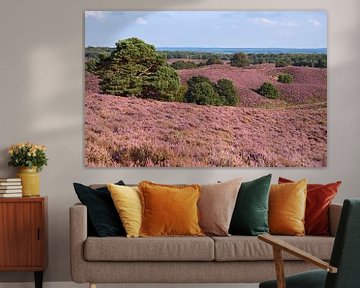 Heideblüte in der Veluwe, Blick über eine weite Hügellandschaft voll mit blühender Besenheide und ve van wunderbare Erde