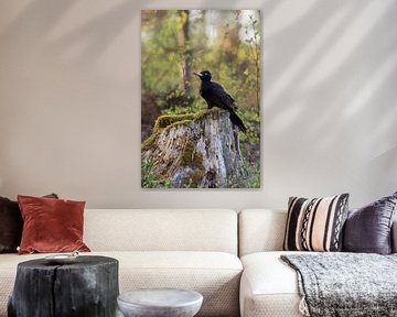 Black Woodpecker ( Dryocopus martius ), adult female, sitting on a stub of a tree, watching around, 