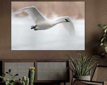 Trumpeter Swan ( Cygnus buccinator ) in winter, in flight, flying above a frozen river, over snow, G van wunderbare Erde
