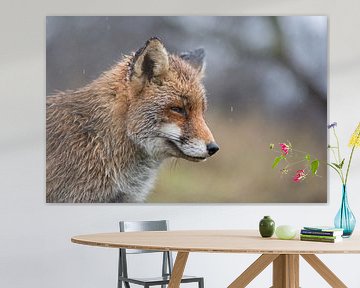 Rotfuchs ( Vulpes vulpes ) im Regen, nass bis auf die Haut, Porträt, Kopfporträt, lustiges Bild von wunderbare Erde