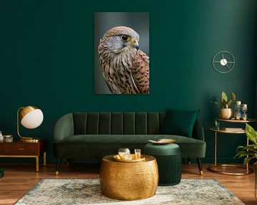 Kestrel ( Falco tinnunculus ), young female, looks back, detailed head shot, portrait.