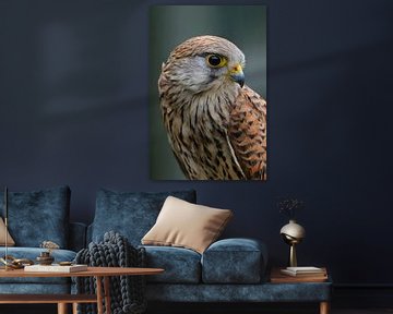 Kestrel ( Falco tinnunculus ), young female, looks back, detailed head shot, portrait. van wunderbare Erde