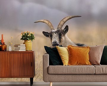 Nederlandse landgeit bij Kropswolde von Karin van Rooijen Fotografie