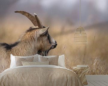 Nederlandse landgeit nabij het Zuidlaardermeer von Karin van Rooijen Fotografie