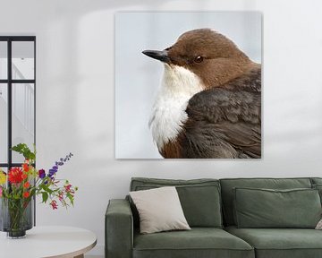 White throated Dipper ( Cinclus cinclus ) in portrait, headshot, sitting and watching, very detailed