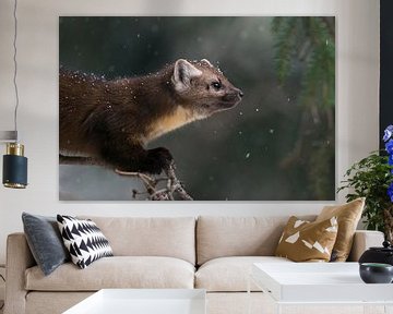 American Pine Marten ( Martes americana ) in light snowfall, sitting in a conifer tree, close-up, Ye