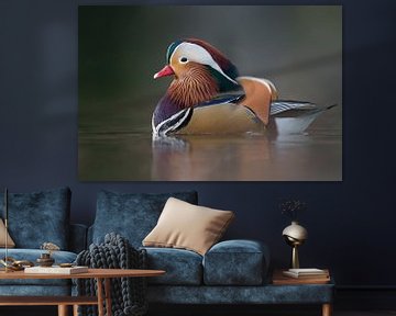 Mandarin Duck ( Aix galericulata ), colorful drake in breeding dress, swims close, windstill day, in van wunderbare Erde
