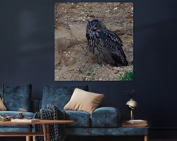 Eurasian Eagle Owl ( Bubo bubo ), young bird in a gravel pit, calling, cawing, begging for food, at  van wunderbare Erde