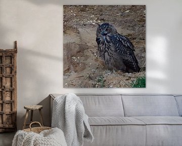 Eurasian Eagle Owl ( Bubo bubo ), young bird in a gravel pit, calling, cawing, begging for food, at  by wunderbare Erde