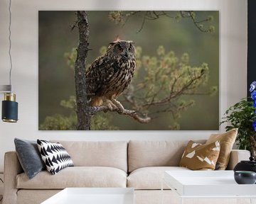 Eagle Owl ( Bubo bubo ) in wonderful first morning light, perched in a pine tree, Europe.