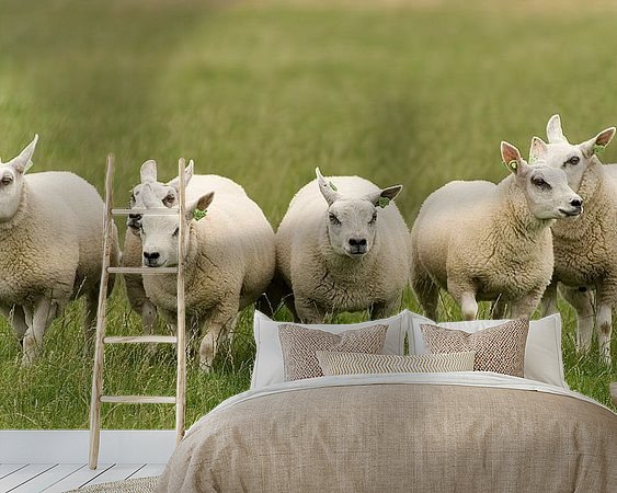 Aperçu de la chambre