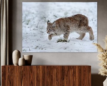 Cub of Eurasian Lynx (Lynx lynx) hunting for mice on snow covered ground, Europe. van wunderbare Erde