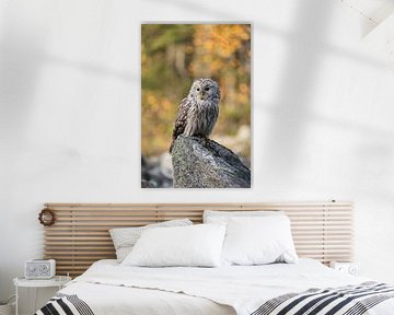 Ural Owl ( Strix uralensis ), most beautiful owl in Europe, perched on a rock, early morning, first 