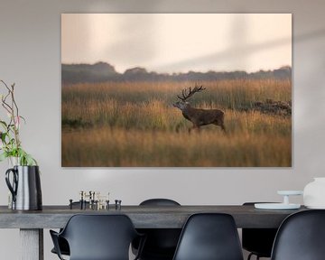 Blusterous Red Deer / Stag (Cervus elaphus) walks through wide open grassland, backlight situation,  by wunderbare Erde