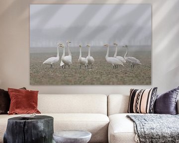 Whooper Swans ( Cygnus cygnus ), little flock, resting together on a rape field, watching around att sur wunderbare Erde