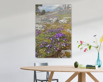 Common Violets / Sweet Violets ( Viola odorata ) flowering on a skerry at the coast of Sweden, Scand