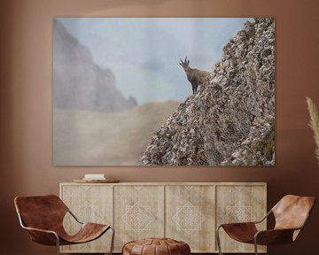 Steinbock / Alpensteinbock ( Capra ibex ), weibliches Tier, steht vor schönem, weit entfernten Hinte von wunderbare Erde